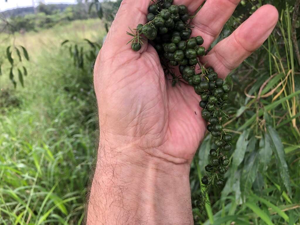 Image of African asparagus