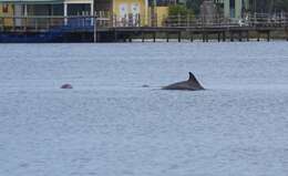 Imagem de Tursiops truncatus truncatus (Montagu 1821)