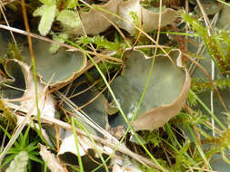 Image of felt lichen