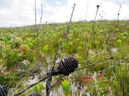 Image of Leucadendron platyspermum R. Br.