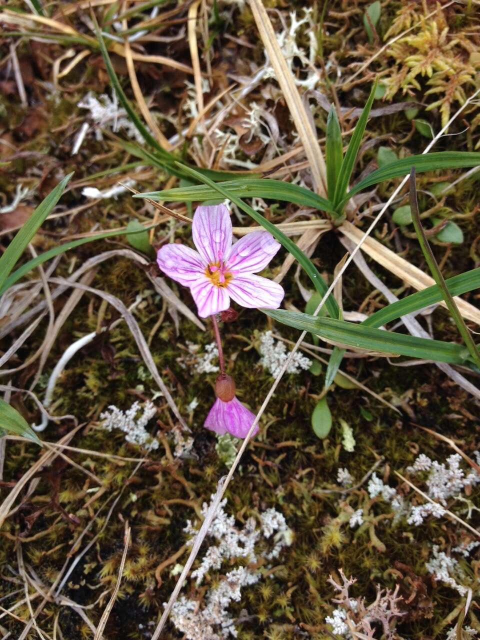 Claytonia sarmentosa C. A. Mey. resmi