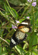 Cethosia cyane euanthes Fruhstorfer 1912 resmi