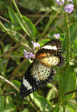 Image of Cethosia cyane euanthes Fruhstorfer 1912