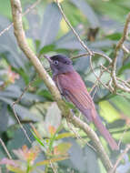 Image of Japanese Paradise Flycatcher