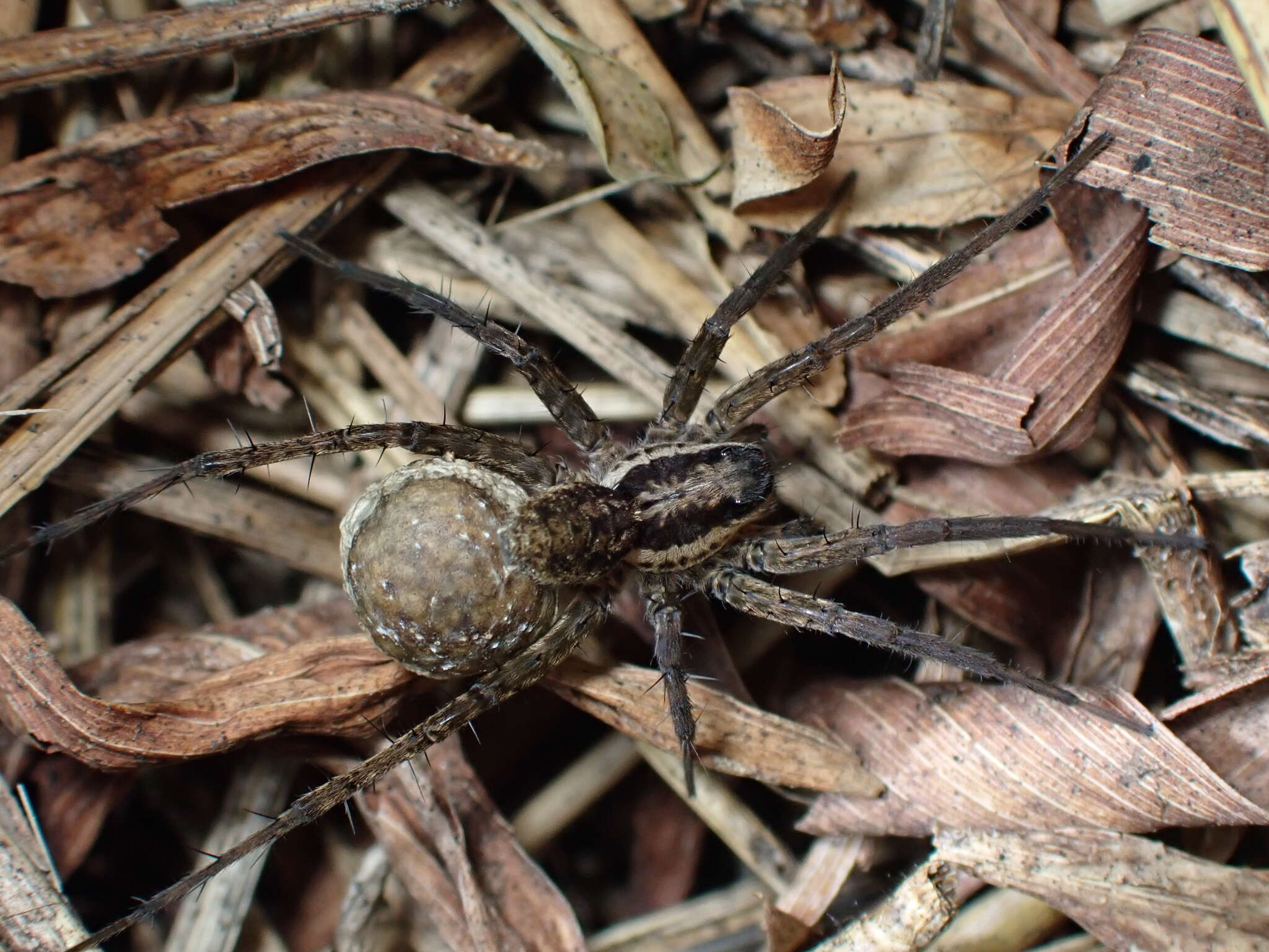 Image of Pardosa pseudoannulata (Bösenberg & Strand 1906)