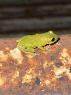 Image of Cinnamon-bellied Reed Frog