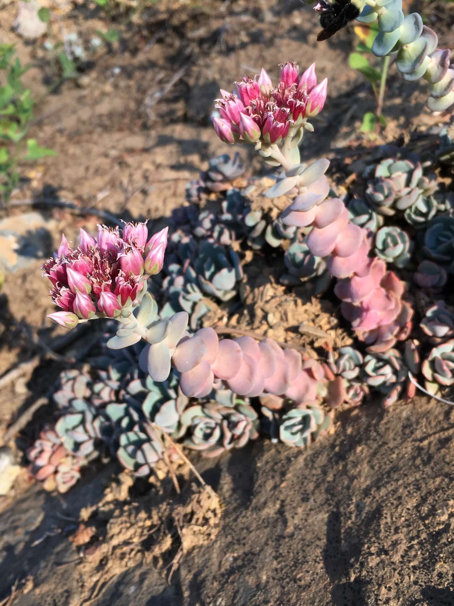 Image of roseflower stonecrop