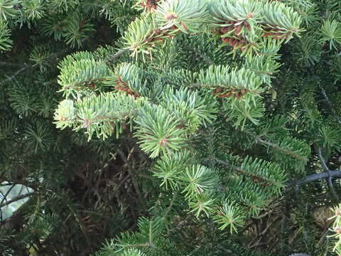 Image of Grecian Fir