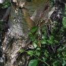 Image of Betula microphylla Bunge