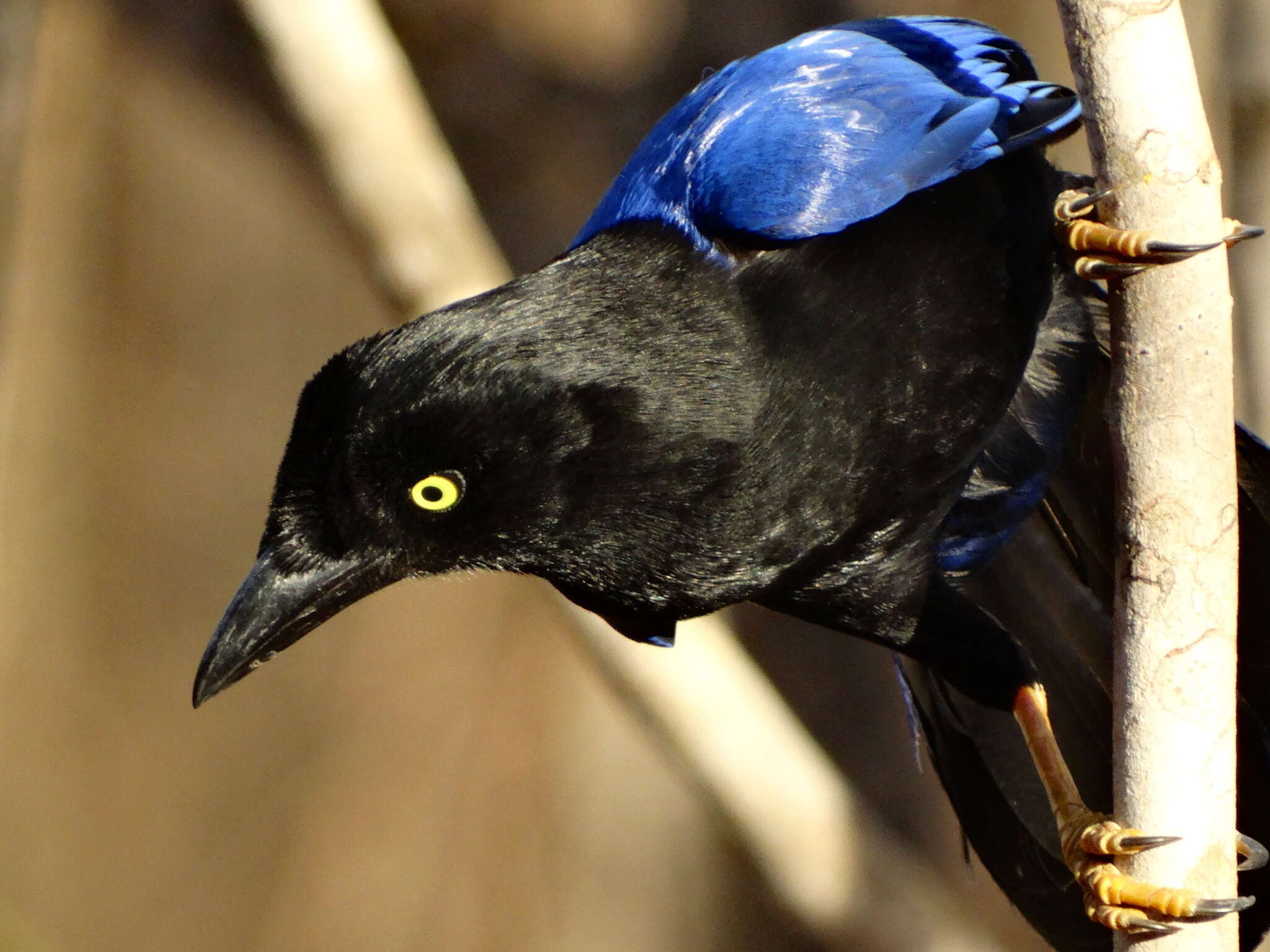 Image of Purplish-backed Jay