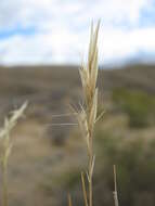 Image of Rytidosperma clavatum (Zotov) Connor & Edgar