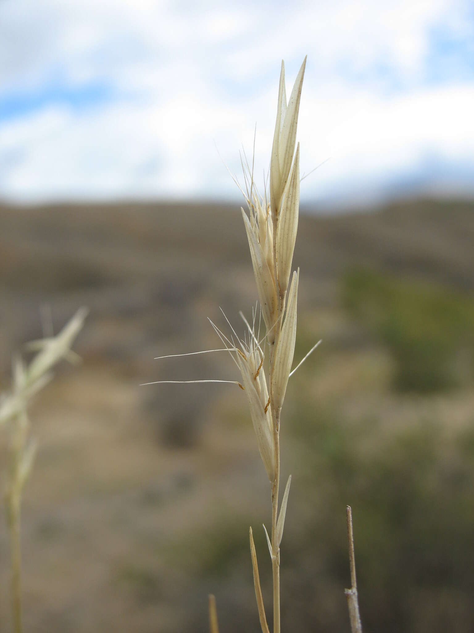 Image of Rytidosperma clavatum (Zotov) Connor & Edgar