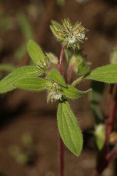 Image of hidden phacelia