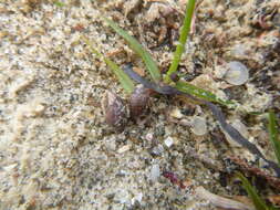 Image of Pleuroloba costellaris (H. Adams & A. Adams 1854)