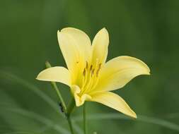 Image de Hemerocallis citrina var. vespertina (H. Hara) M. Hotta