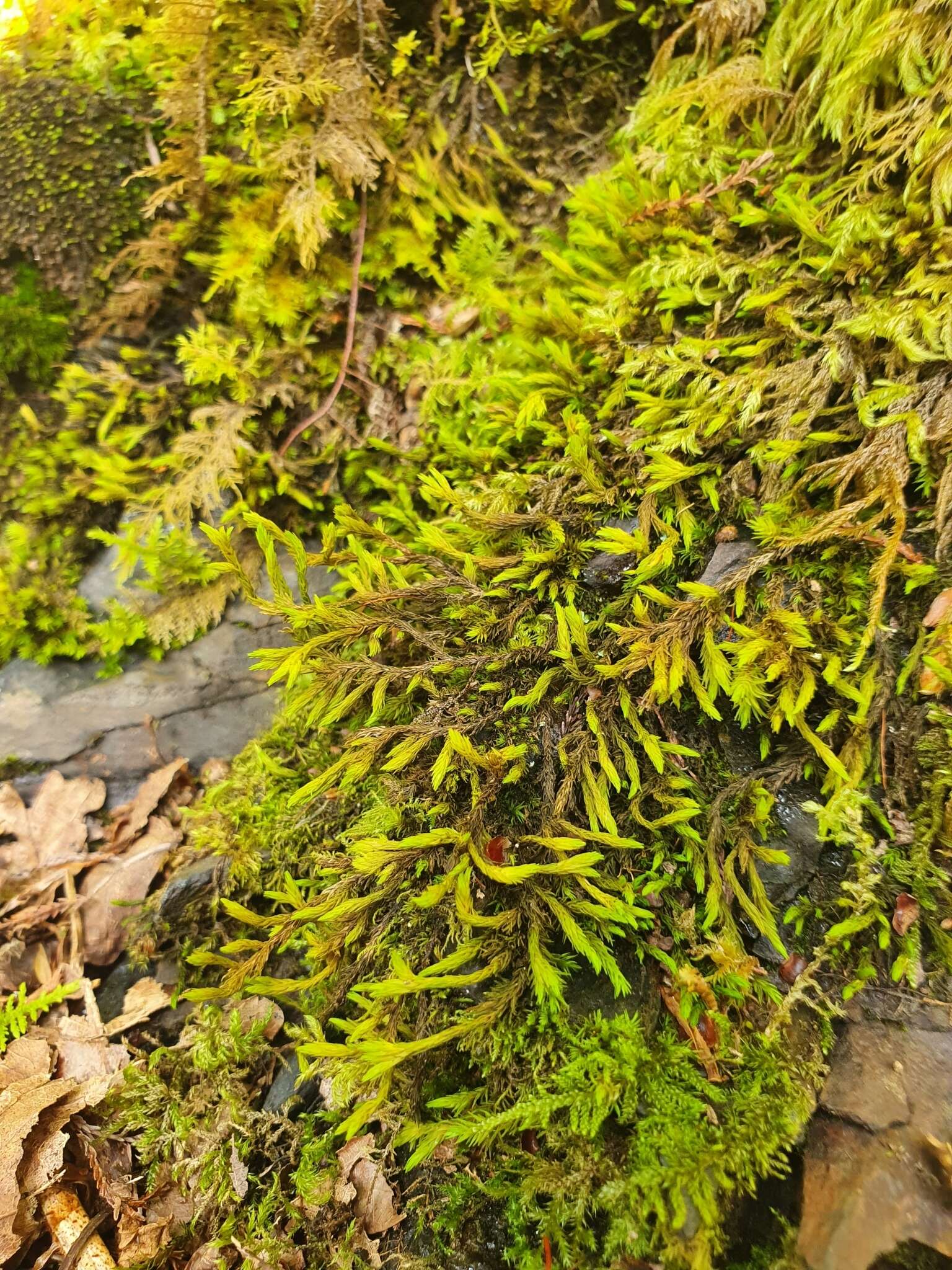 Image of aquatic racomitrium moss