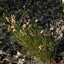 Image of Schizaea incurvata Schkuhr