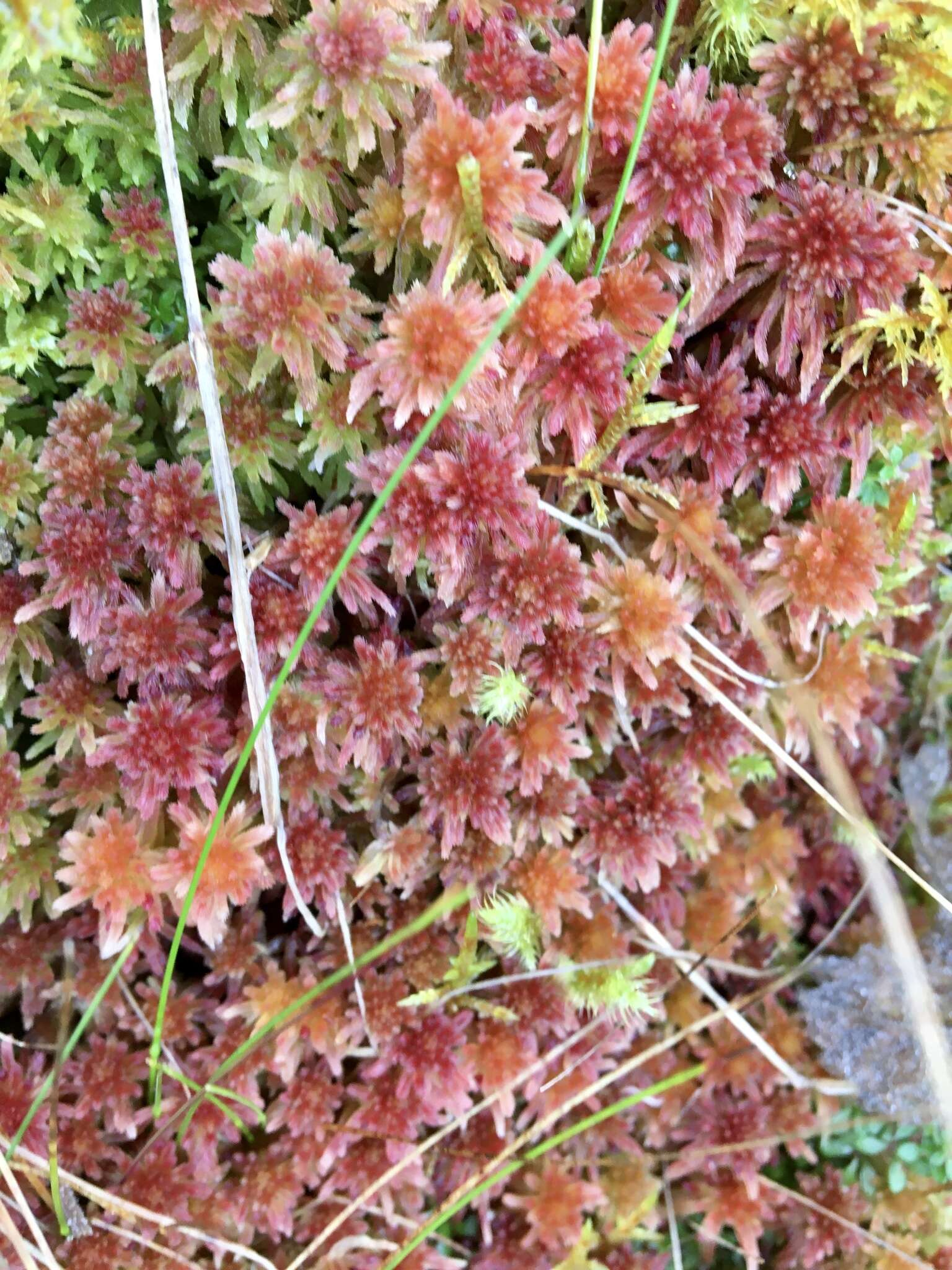 Image of sphagnum