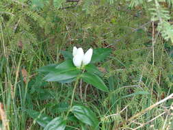 Image de Gentiana andrewsii Griseb.