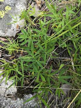 Image of Trifolium polyphyllum (C. A. Mey.) Latsch.