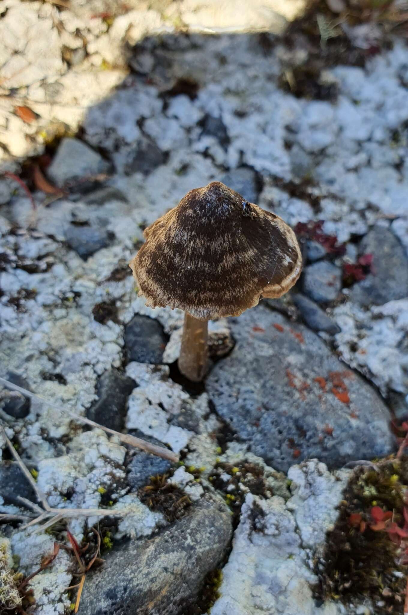 Image of Entoloma perzonatum E. Horak 1973