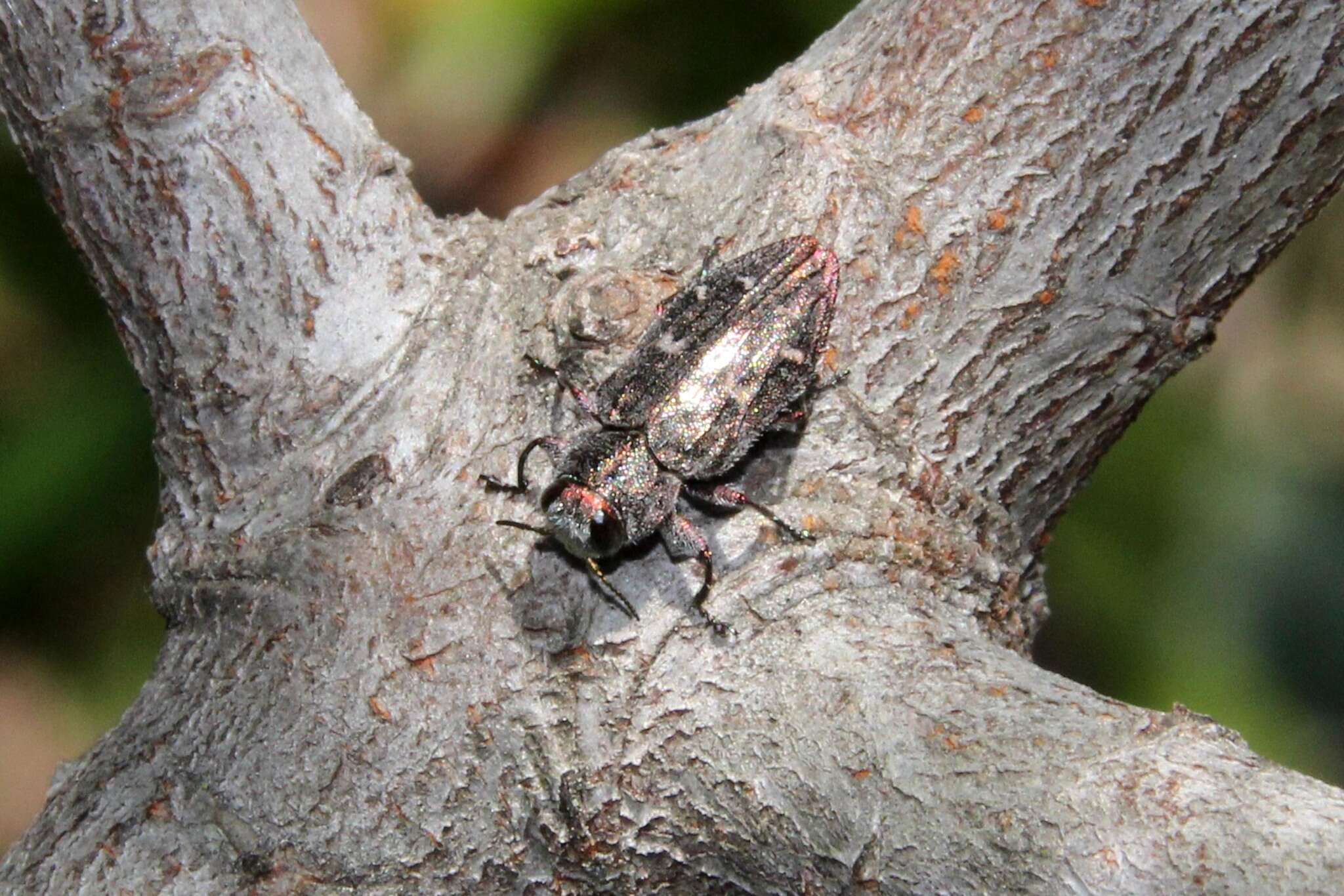 Imagem de Chrysobothris mali Horn 1886