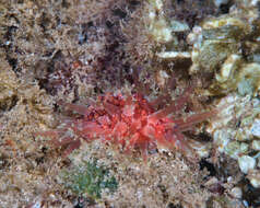 Image of granulated cowry