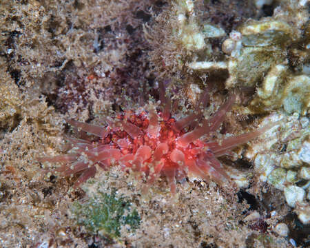 Image of granulated cowry