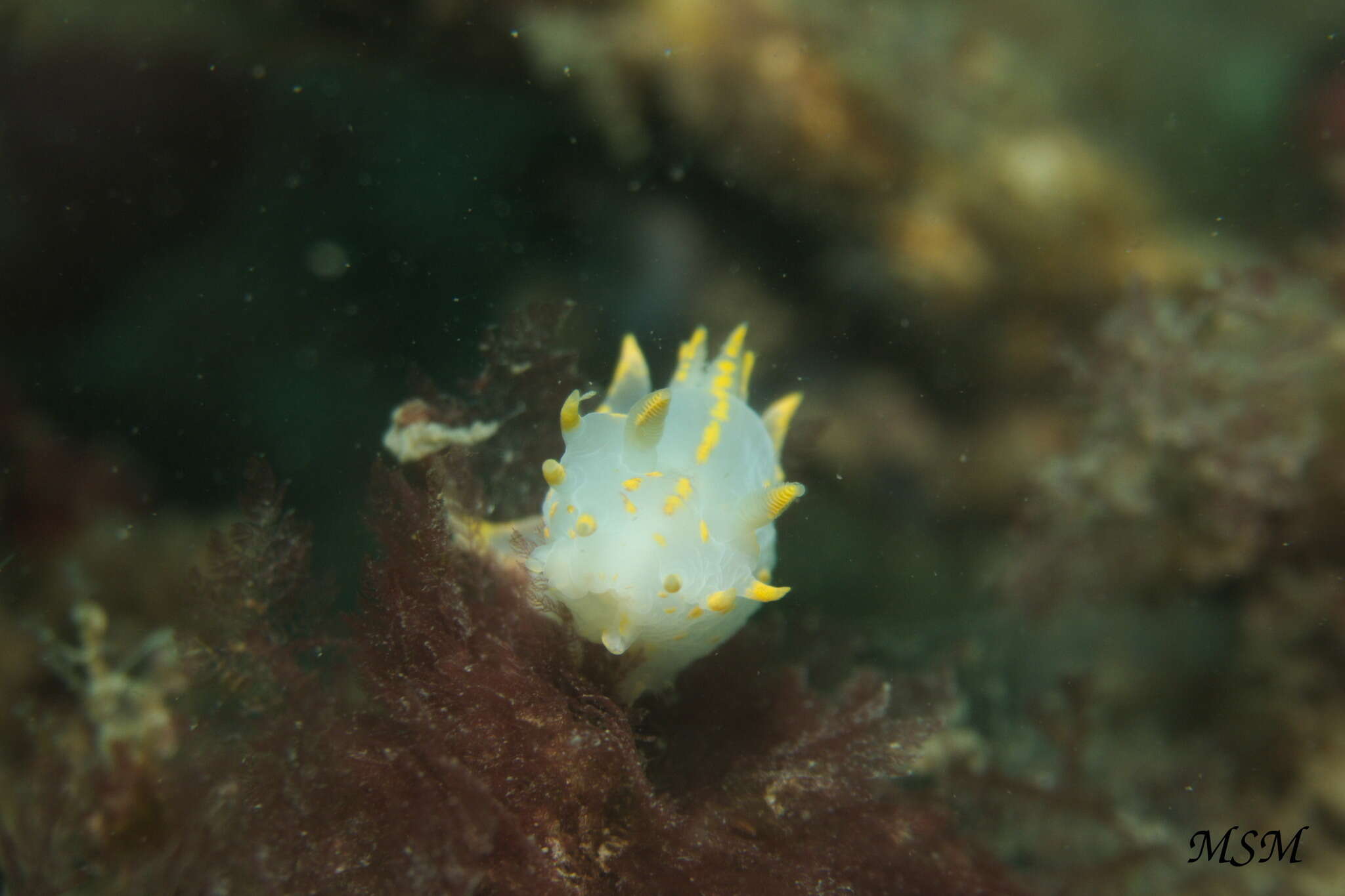 Imagem de Polycera marplatensis Franceschi 1928