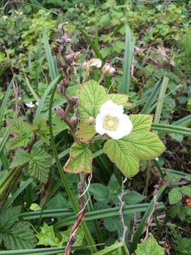 Image of thimbleberry