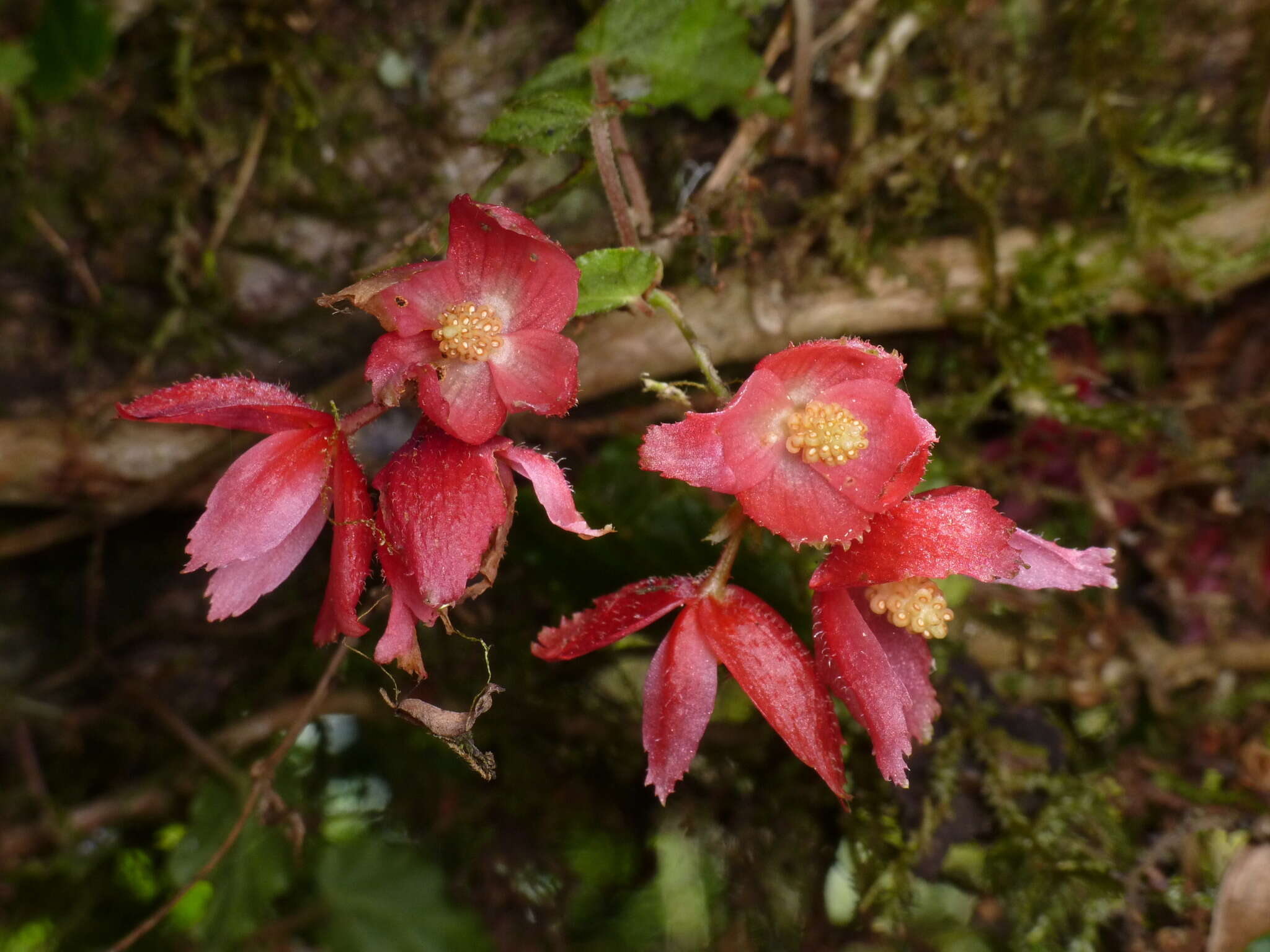 Image of Begonia maurandiae A. DC.