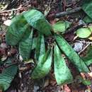 Image of Ledebouria kirkii (Baker) Stedje & Thulin