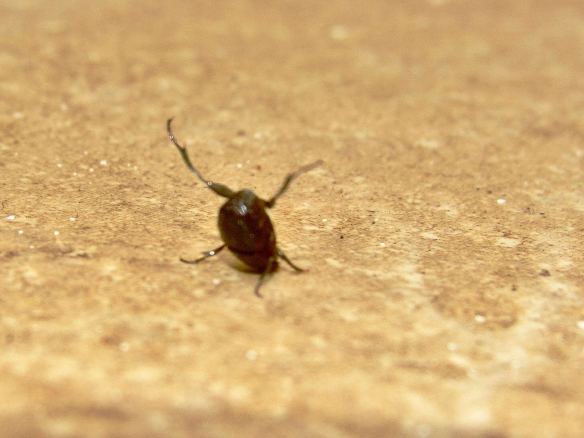 Image de Neosisyphus rubrus (Paschalidis 1974)