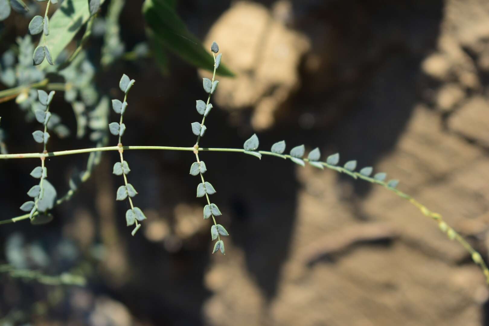 Image of <i>Erythrostemon caudatus</i>