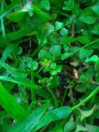 Image of Potentilla wallichiana Ser.