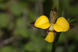 Plancia ëd Eulophia streptopetala Lindl.