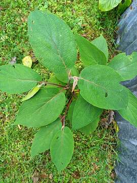 Image of Piper acutifolium Ruiz & Pav.