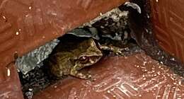 Image of Antilles Robber Frog