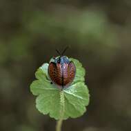 Image of Eugenysa columbiana (Boheman 1850)