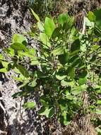 Imagem de Lydenburgia cassinoides N. Robson