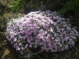 Imagem de Phlox austromontana Coville