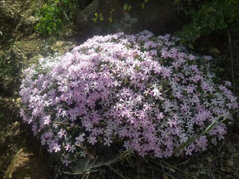 Imagem de Phlox austromontana Coville