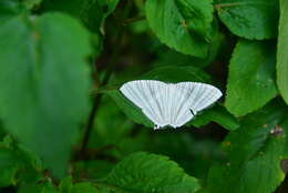 Image of two-point moth