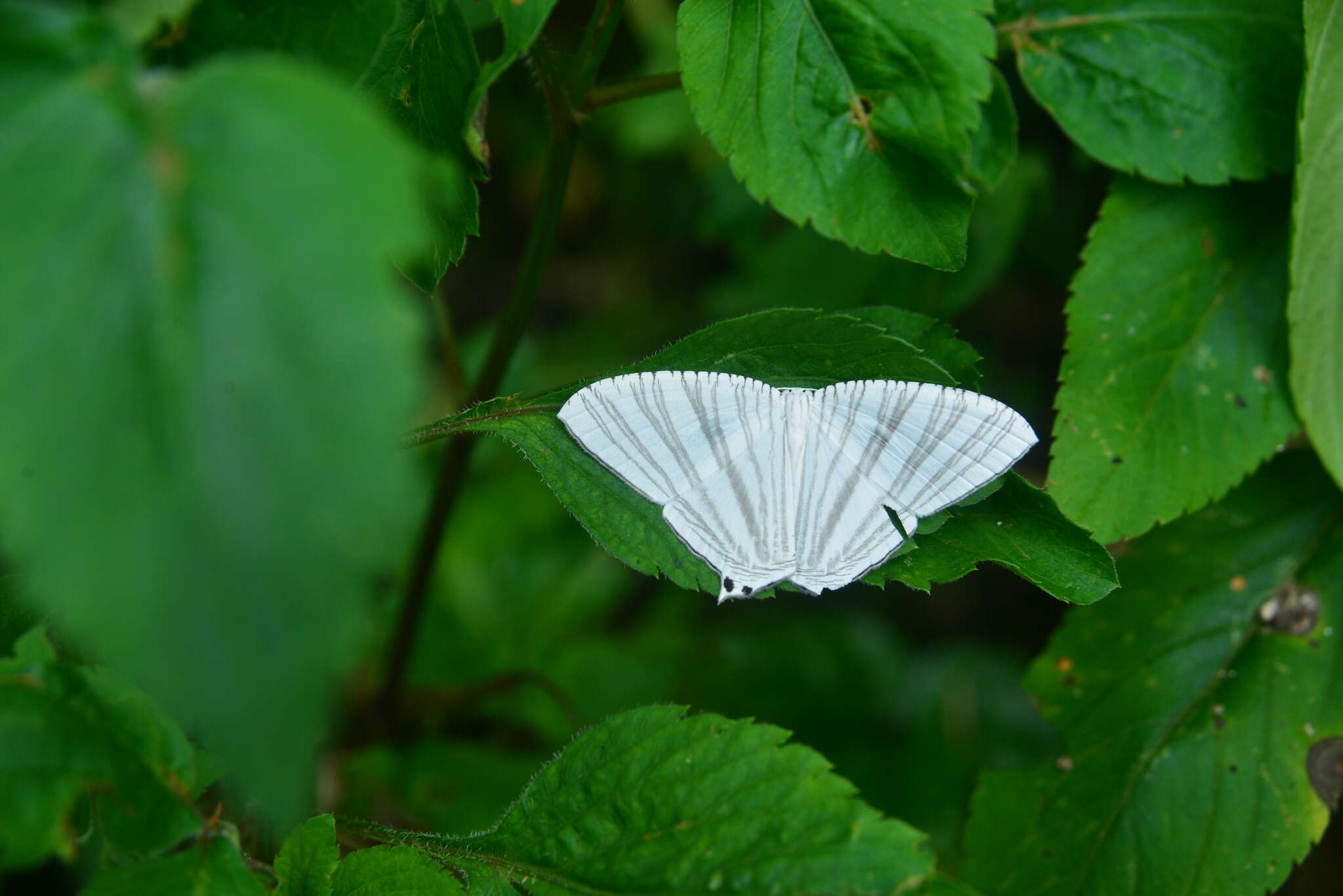 Слика од Pseudomicronia advocataria Walker