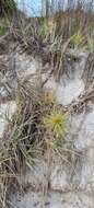 Sivun Spinifex hirsutus Labill. kuva