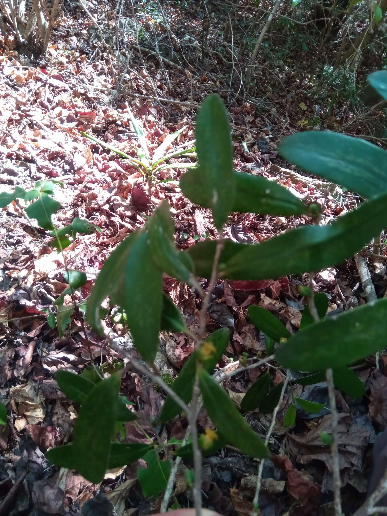 Image de Cinnamosma fragrans Baill.