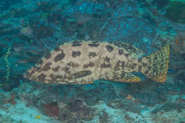 Image of Brown-spotted Grouper