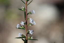 Image of Leucopogon ericoides (Sm.) R. Br.