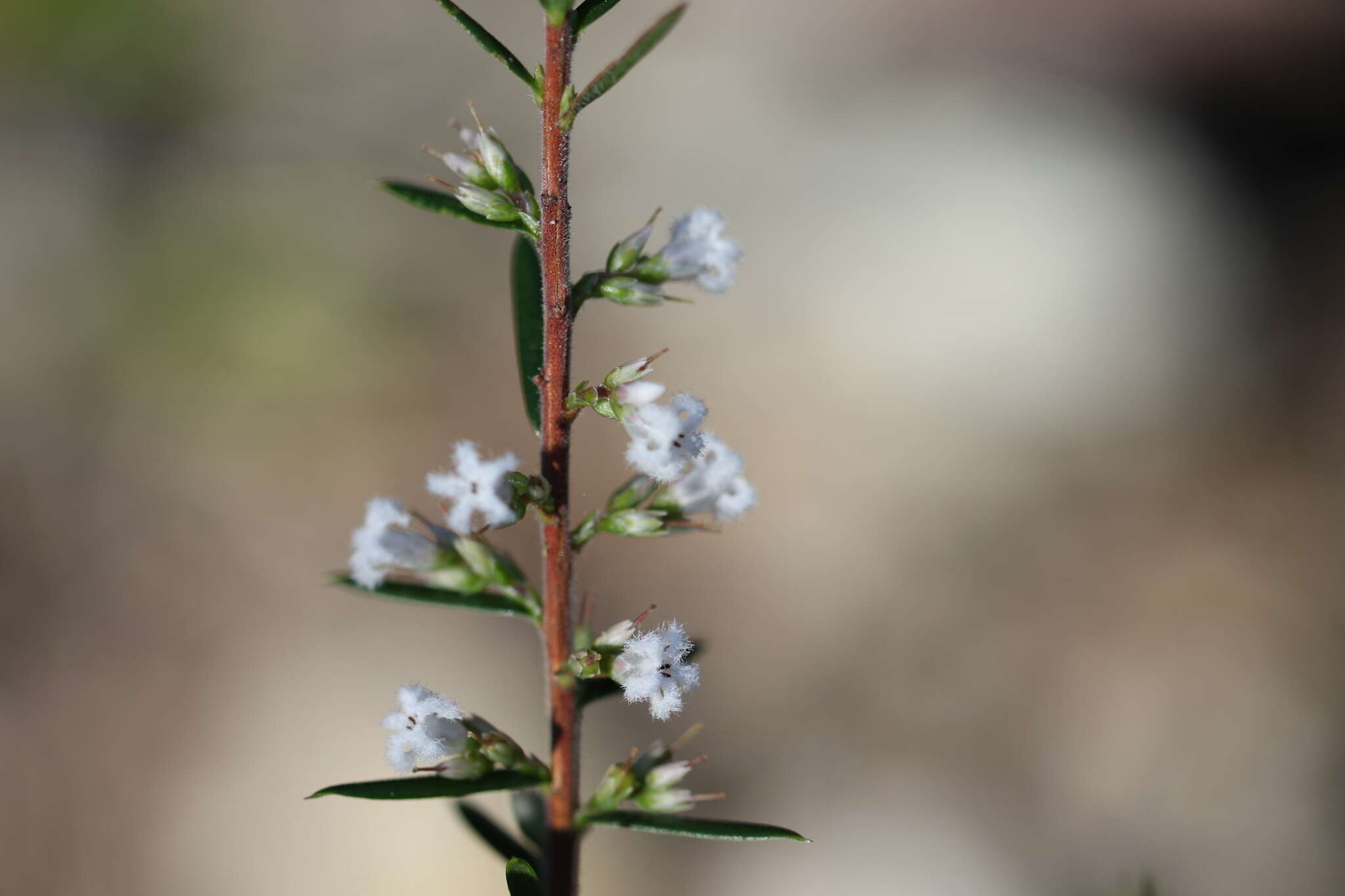 Image of Leucopogon ericoides (Sm.) R. Br.