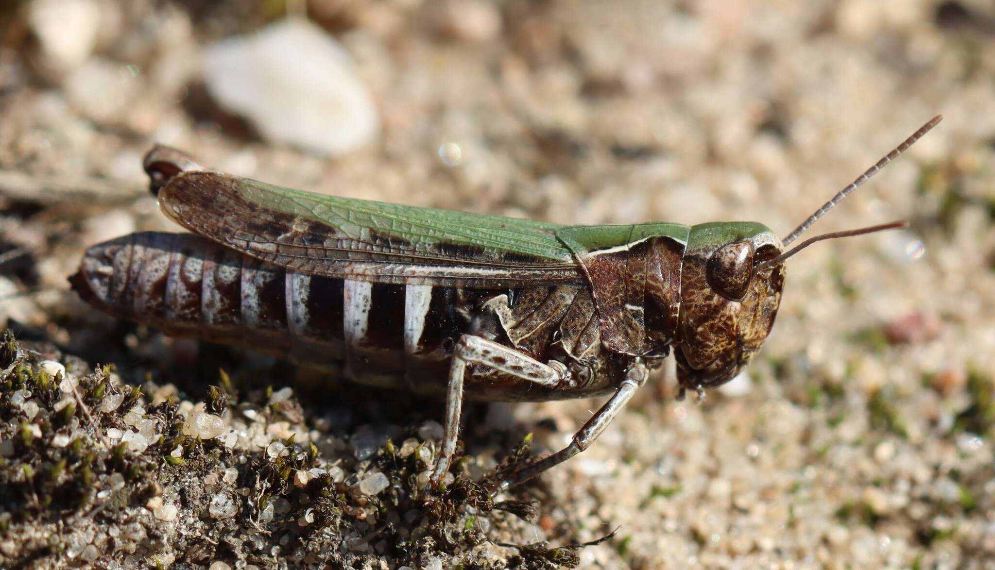 Image of orange-tipped grasshopper